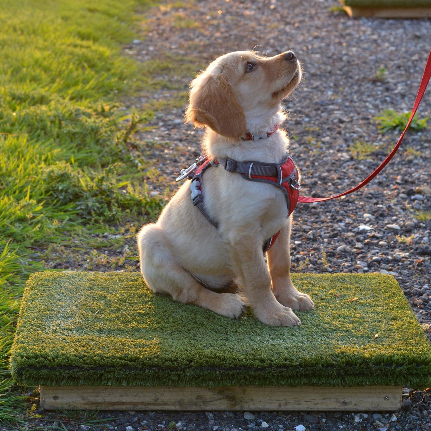 Puppy Training