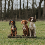 Lady, River & Ginger from thespanieldiaries_
