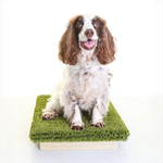 Place Board Dog Training Platform