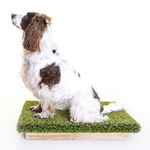 Place Board Dog Training Platform