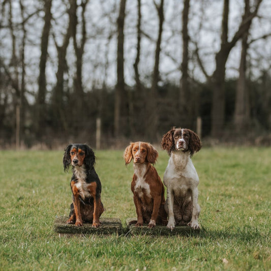 121 Pet Gundog Training