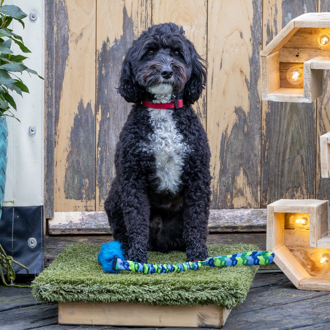 A picture of Charlie the cockerpoo with a tug toy prize at the agility show