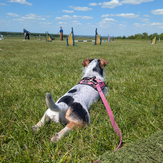 Jack Russel relaxed at agility group classes 