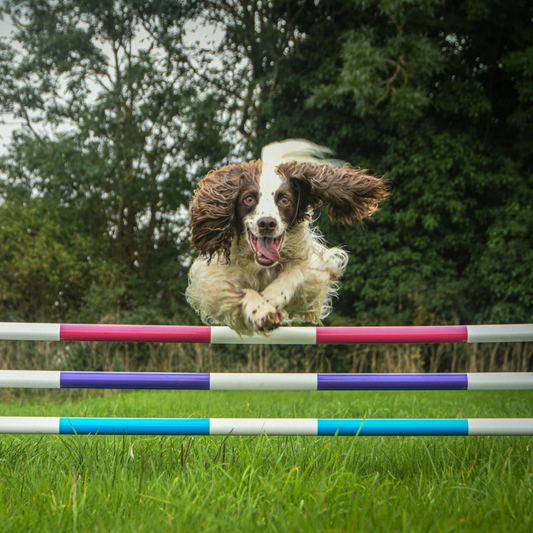 a dog jumping agility poles