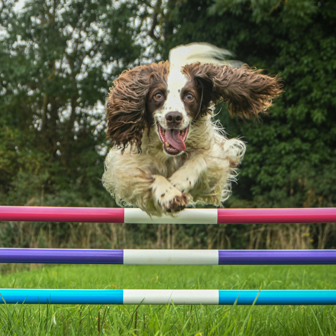 Agility Training