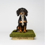 Spaniel mastering the best dog place board for gundog skills