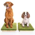 Place Board Dog Training Platform