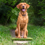 Dog mastering placeboard training on a sturdy platform, enhancing obedience and focus