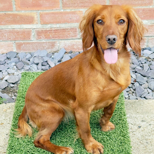 golden cocker spaniel from suffolk on a Place Board 