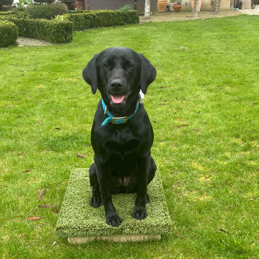 black Labrador gundog on dog place board for training