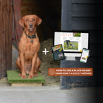 Dog mastering gun dog placeboard training for the field