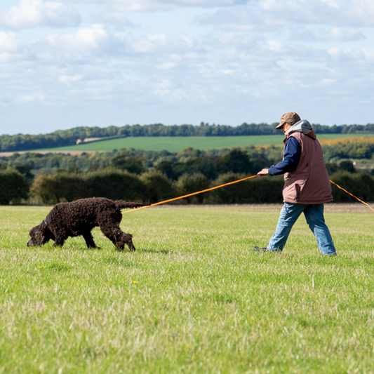 Scentwork and SAR (search and rescue) dog training, including canine scent work, mantrailing dogs, and k9 scent and search classes to train your dog for tracking and rescue missions