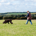 Scentwork and SAR (search and rescue) dog training, including canine scent work, mantrailing dogs, and k9 scent and search classes to train your dog for tracking and rescue missions