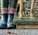 Dog standing tall on an obedience training platform, ready for advanced skills.
