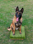 Anglian Dog Works advanced obedience training platform for sale