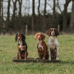 Retriever on a training platform, practicing sit-stay for fieldwork