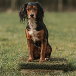 Spaniel learning advanced placeboard training for gundog work.
