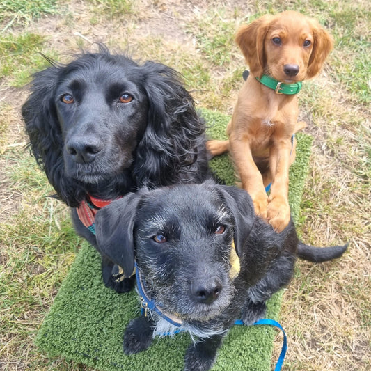 a picture of 3 happy customers on their second anglian dog works place board