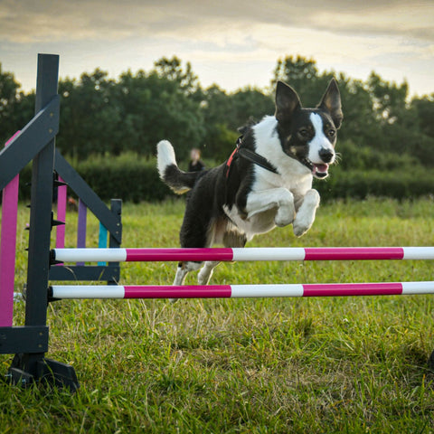 Working breed dogs enjoy Dog Agility Training | Cambridge, Saffron Walden, Haverhill & Newmarket. 