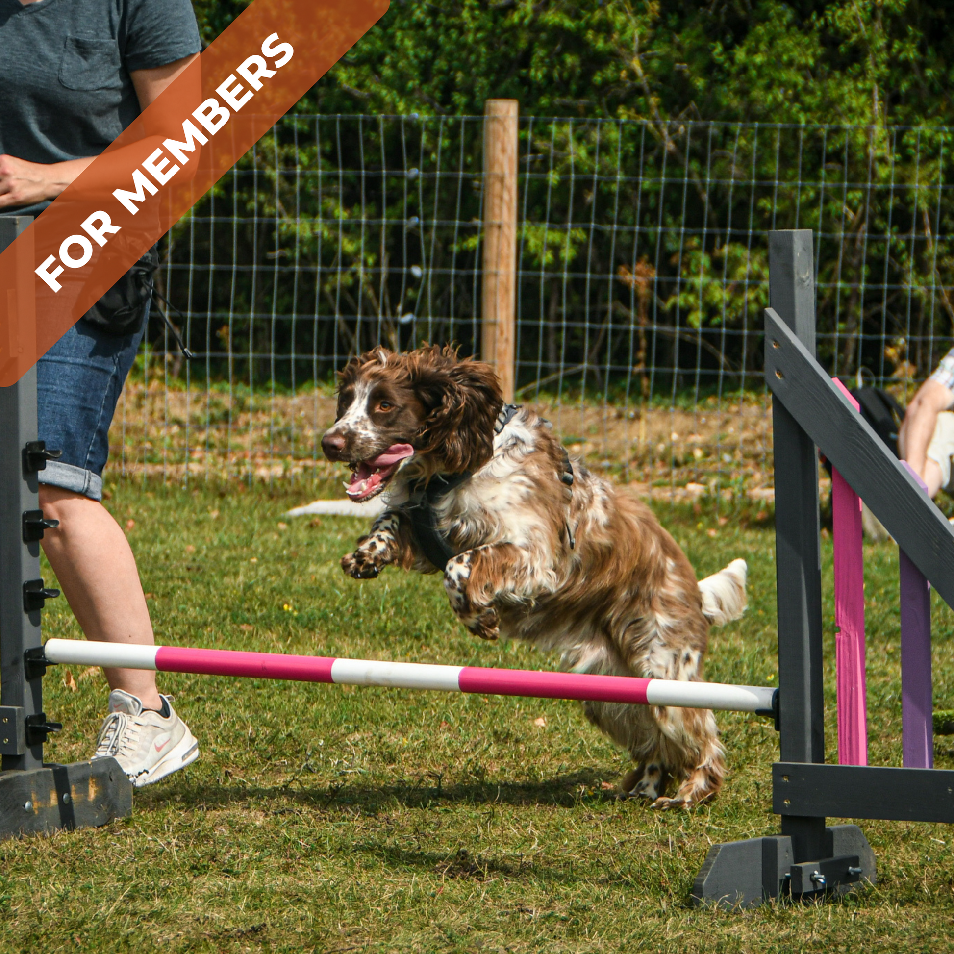 A spaniel at Anglian Dog Works Agility Club Group Training Classes Barton near Royston