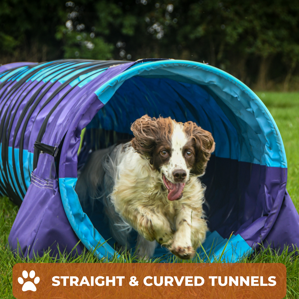 Go dog best sale agility