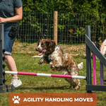 Dog Agility Foundations Course