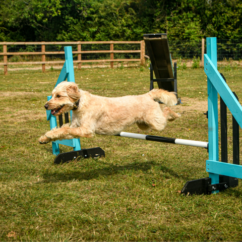 Beginners Dog Agility Course Anglian Dog Works