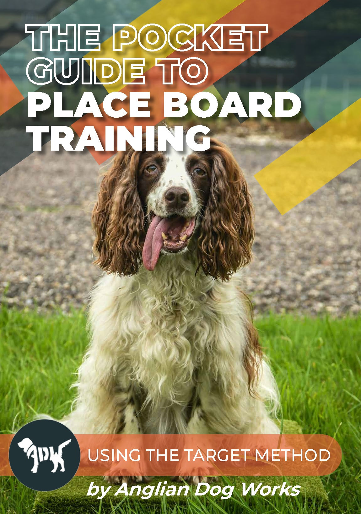 Spaniel Puppy Training English Springer Spaniel Training Place