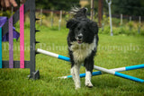 90-minute taster, perfect for trying out dog agility even if you have done little or no training before, all ages and breeds | £35 | Near Cambridge