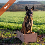 Belgian Malinois in a position box for protection dog training