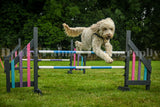 90-minute taster, perfect for trying out dog agility even if you have done little or no training before, all ages and breeds | £35 | Near Cambridge