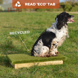 Hunting dog working on place board training, ready for the field